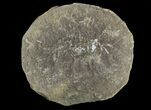 Pennsylvanian Fossil Shrimp (Pos/Neg) - Mazon Creek #70617-2